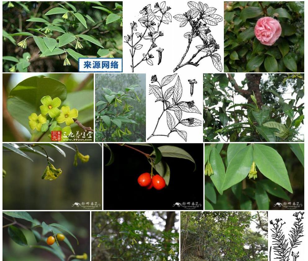粗轴荛花照片和图片/