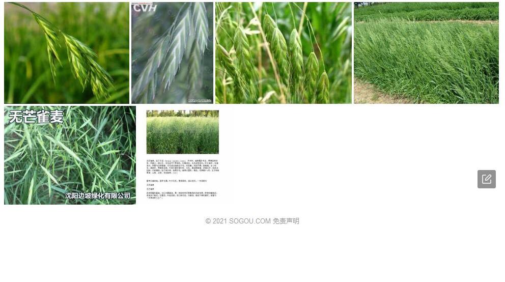 粗雀麦照片和图片/