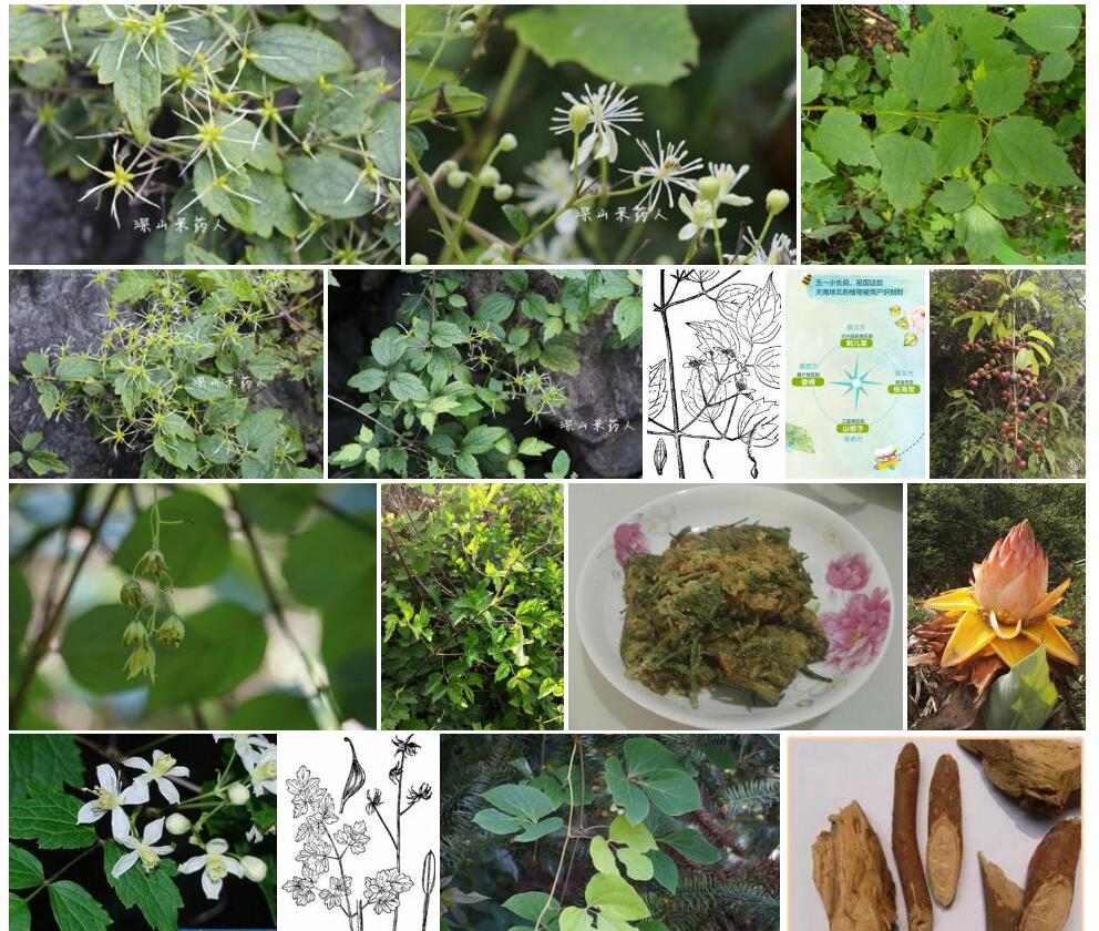 粗齿铁线莲照片和图片/