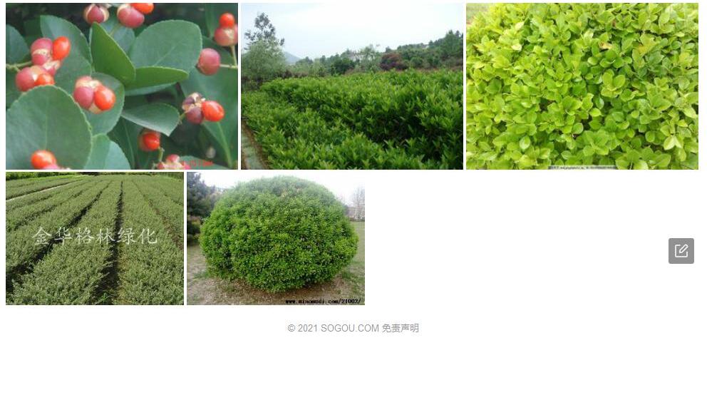 粤桂冬青照片和图片/