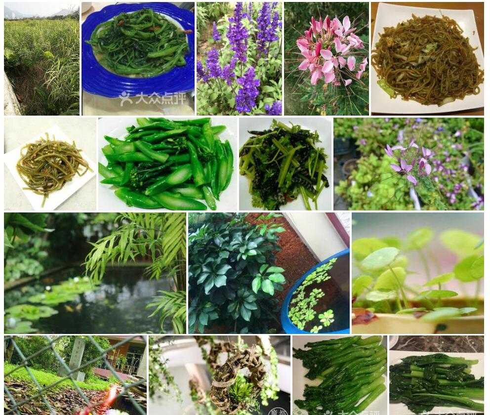 粤港耳草照片和图片/