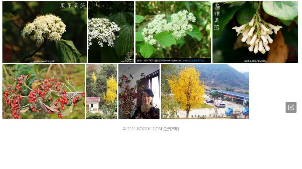 粤赣荚蒾照片和图片/