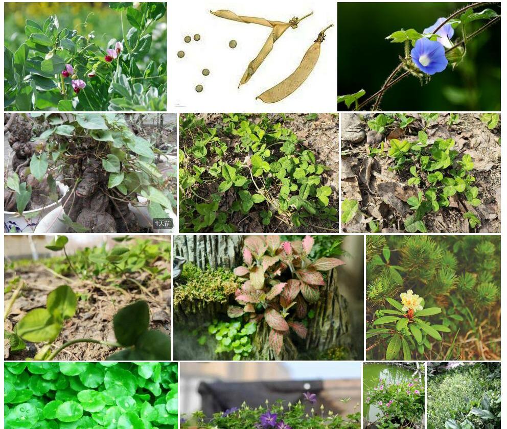 精致野豌豆照片和图片/