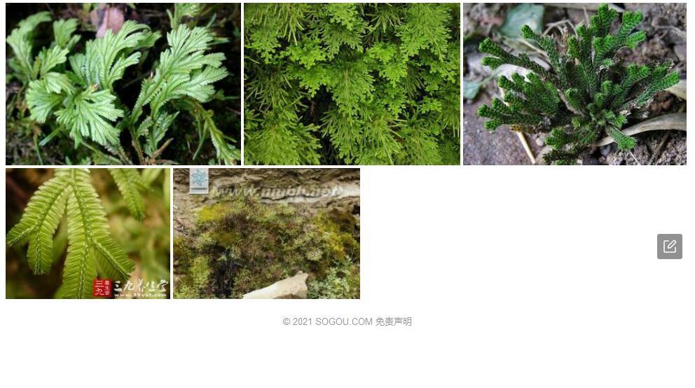 糙叶卷柏照片和图片/