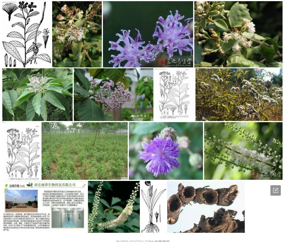 糙叶斑鸠菊照片和图片/