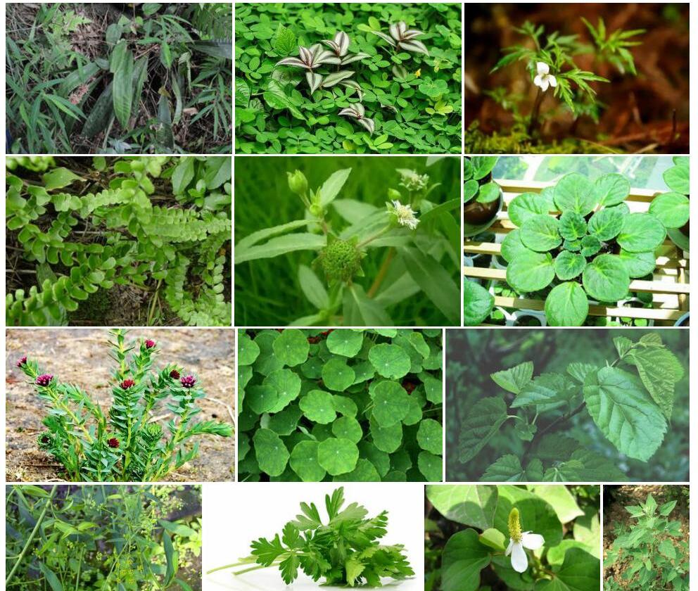 糙叶花莛薹草照片和图片/