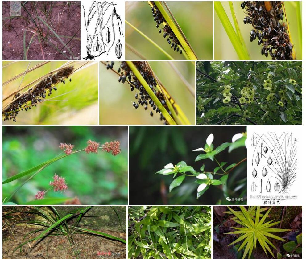 糙叶薹草照片和图片/