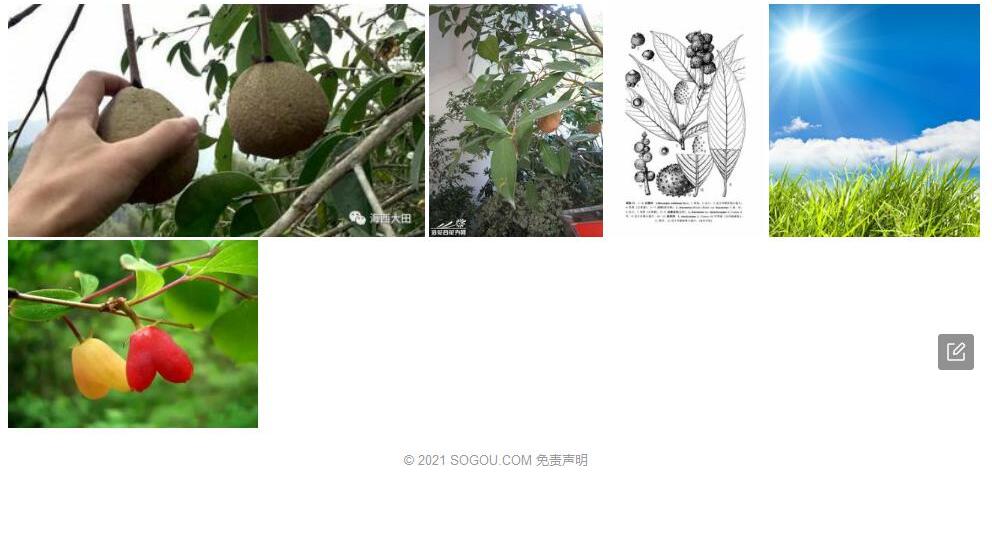 糙果柯照片和图片/