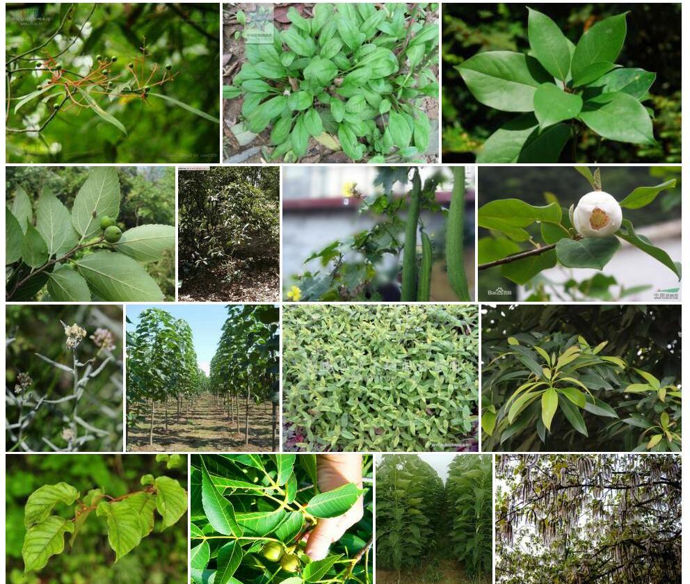 糙枝润楠照片和图片/