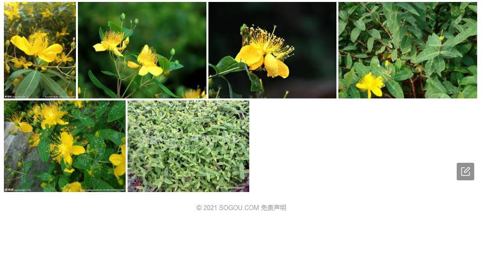 糙枝金丝桃照片和图片/