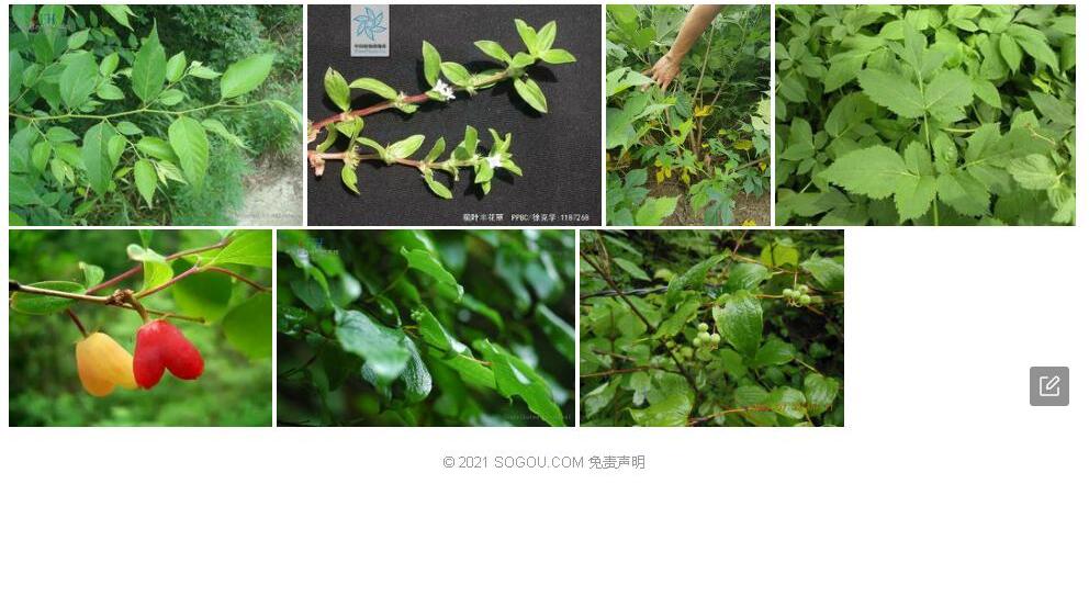 糙柄菝葜照片和图片/