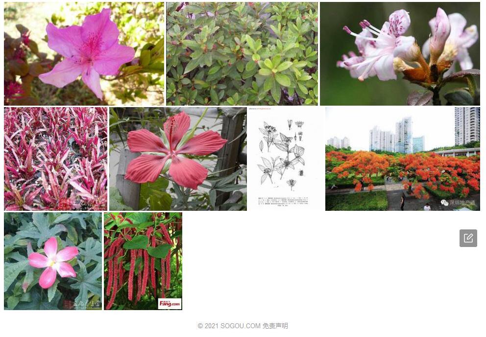 糙柱杜鹃照片和图片/