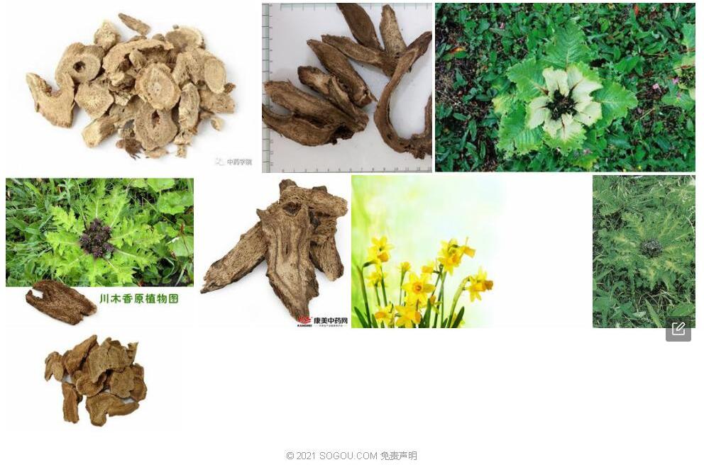 糙羽川木香照片和图片/