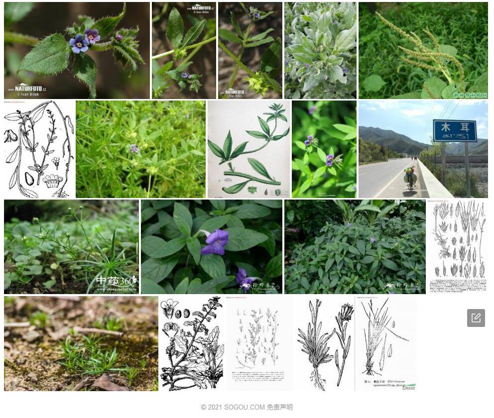 糙草照片和图片/