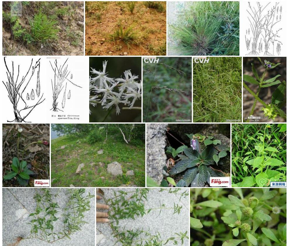 糙隐子草照片和图片/