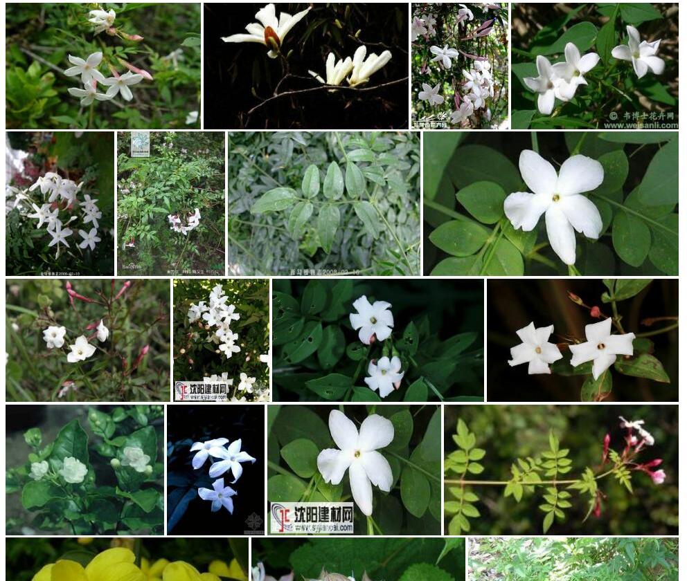 素方花照片和图片/
