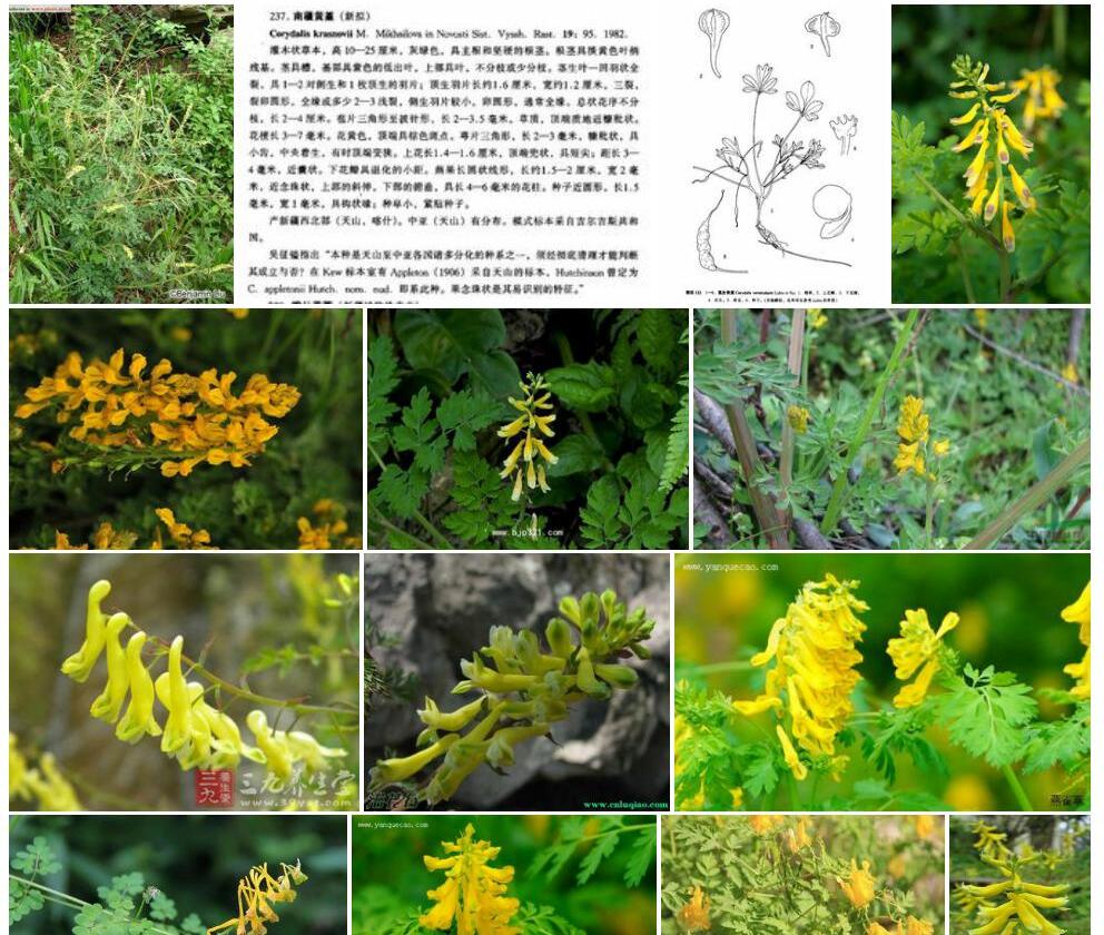 索县黄堇照片和图片/