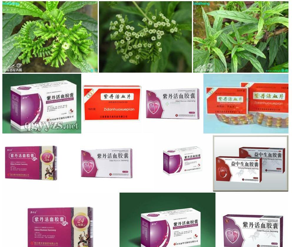 紫丹照片和图片/