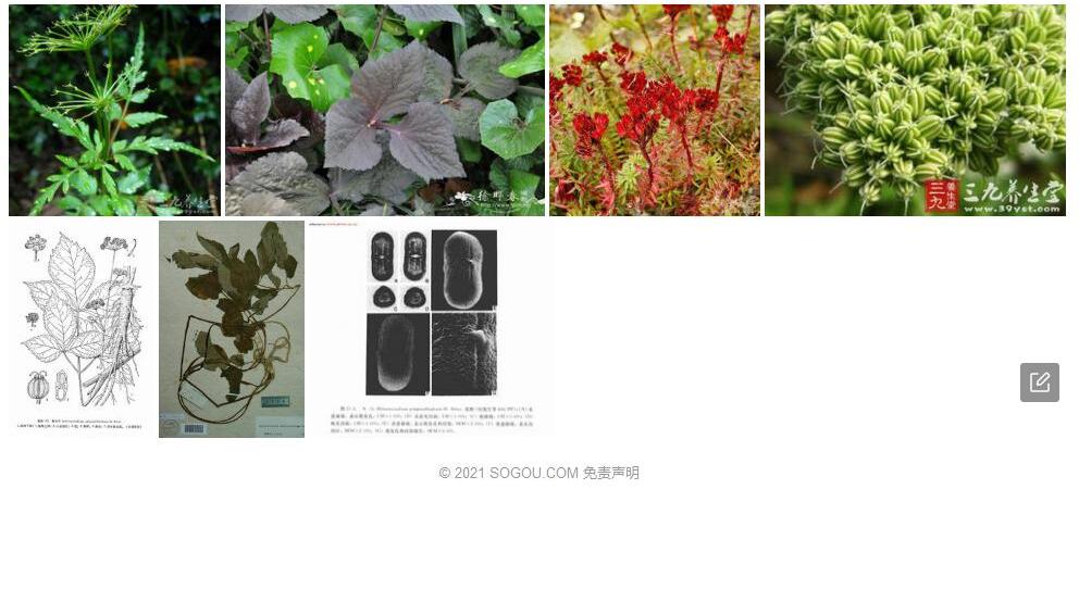 紫伞芹照片和图片/