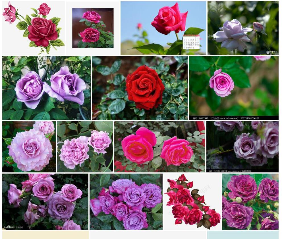 紫月季花照片和图片/