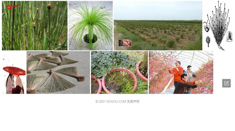 紫果蔺照片和图片/