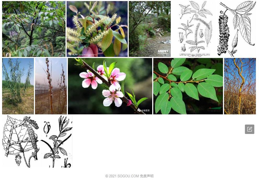 紫枝柳照片和图片/