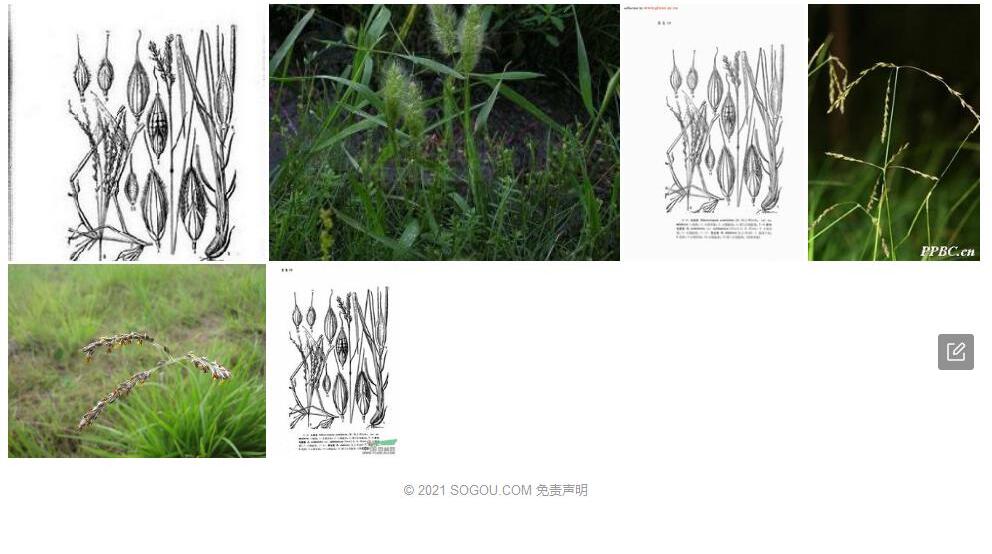 紫纹毛颖草照片和图片/