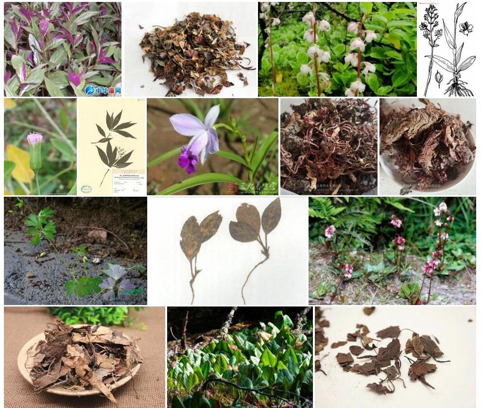 紫背鹿衔草照片和图片/