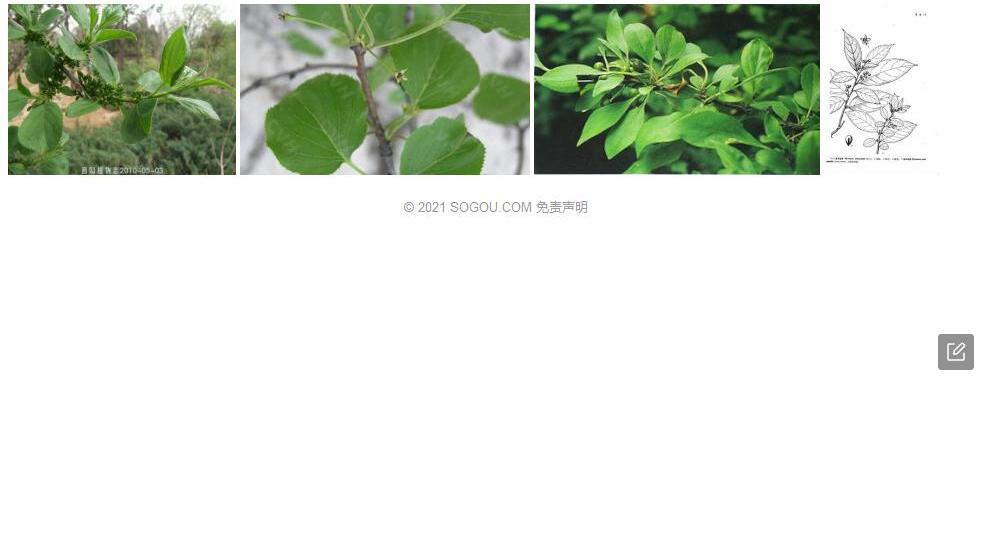 紫背鼠李照片和图片/