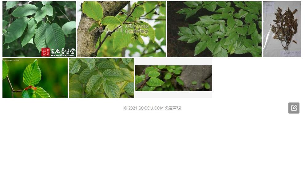紫脉鹅耳枥照片和图片/