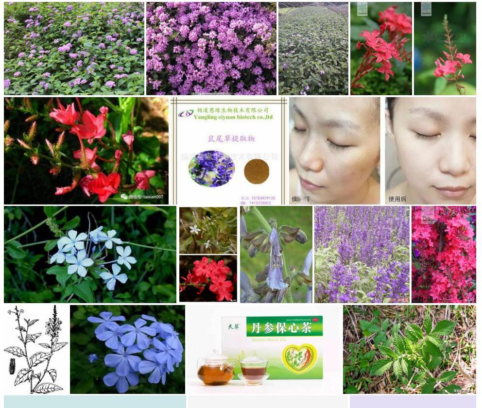 紫花丹照片和图片/