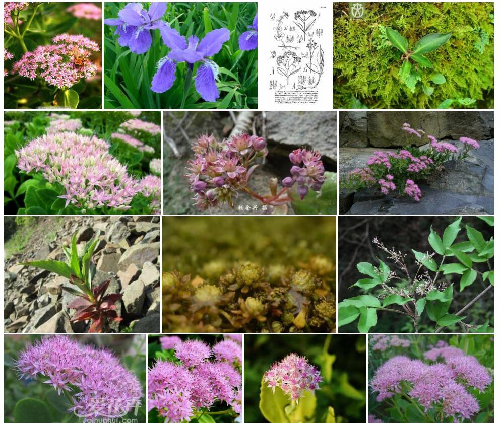 紫花八宝照片和图片/