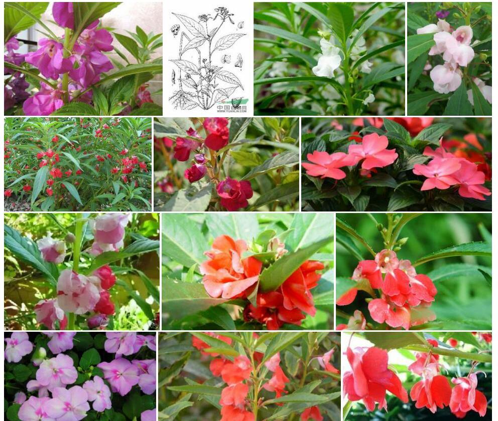 紫花凤仙花照片和图片/