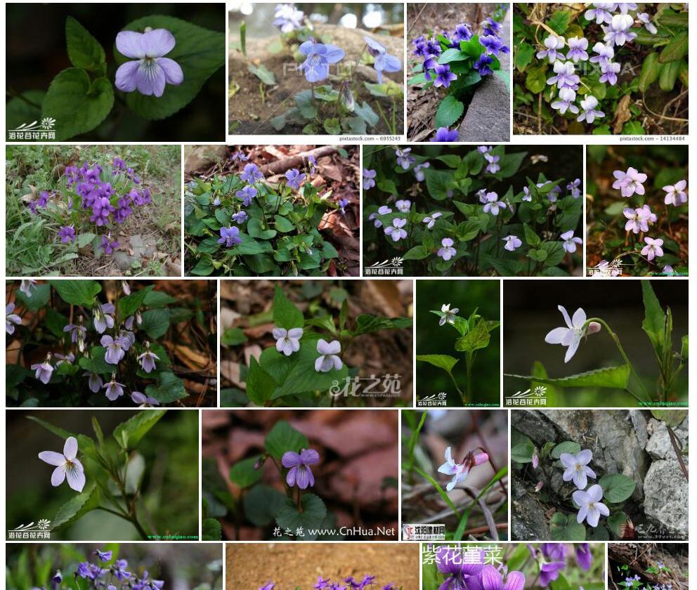 紫花堇菜照片和图片/