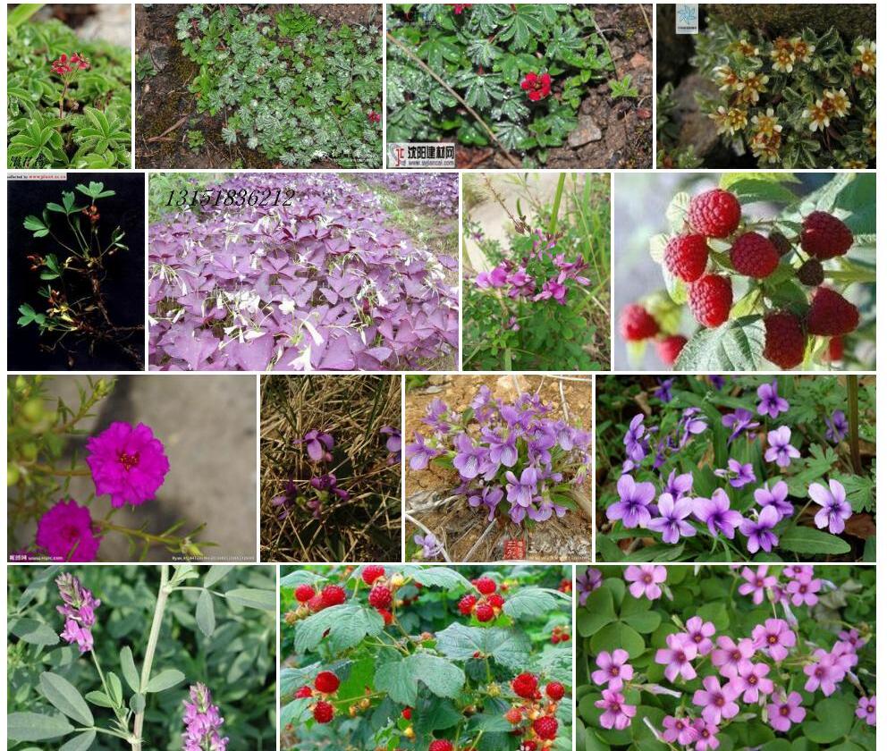 紫花山莓草照片和图片/