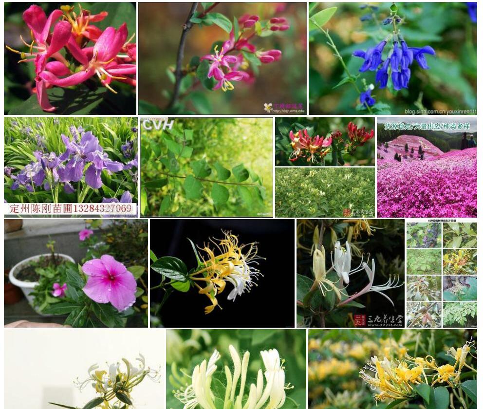 紫花忍冬照片和图片/