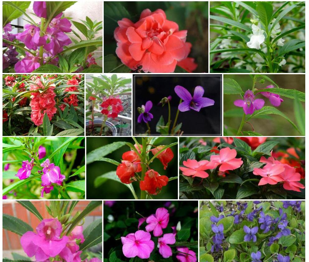 紫花无距凤仙花照片和图片/