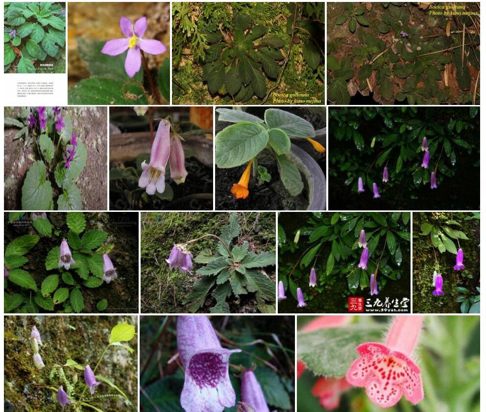紫花短筒苣苔照片和图片/