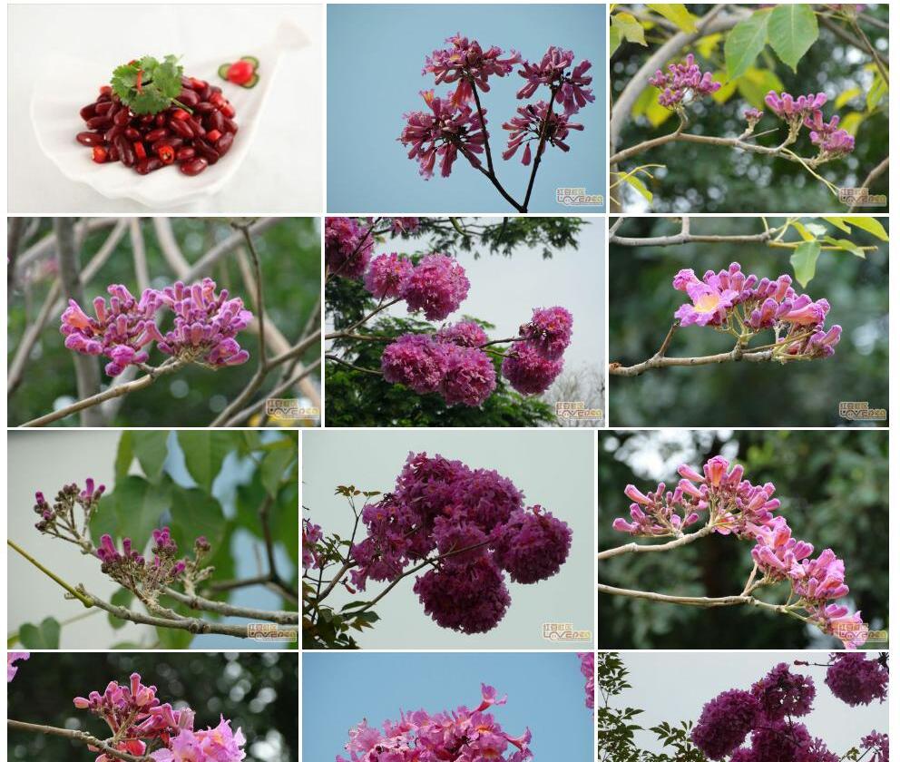 紫花红豆照片和图片/