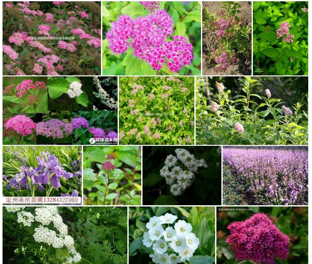 紫花绣线菊照片和图片/