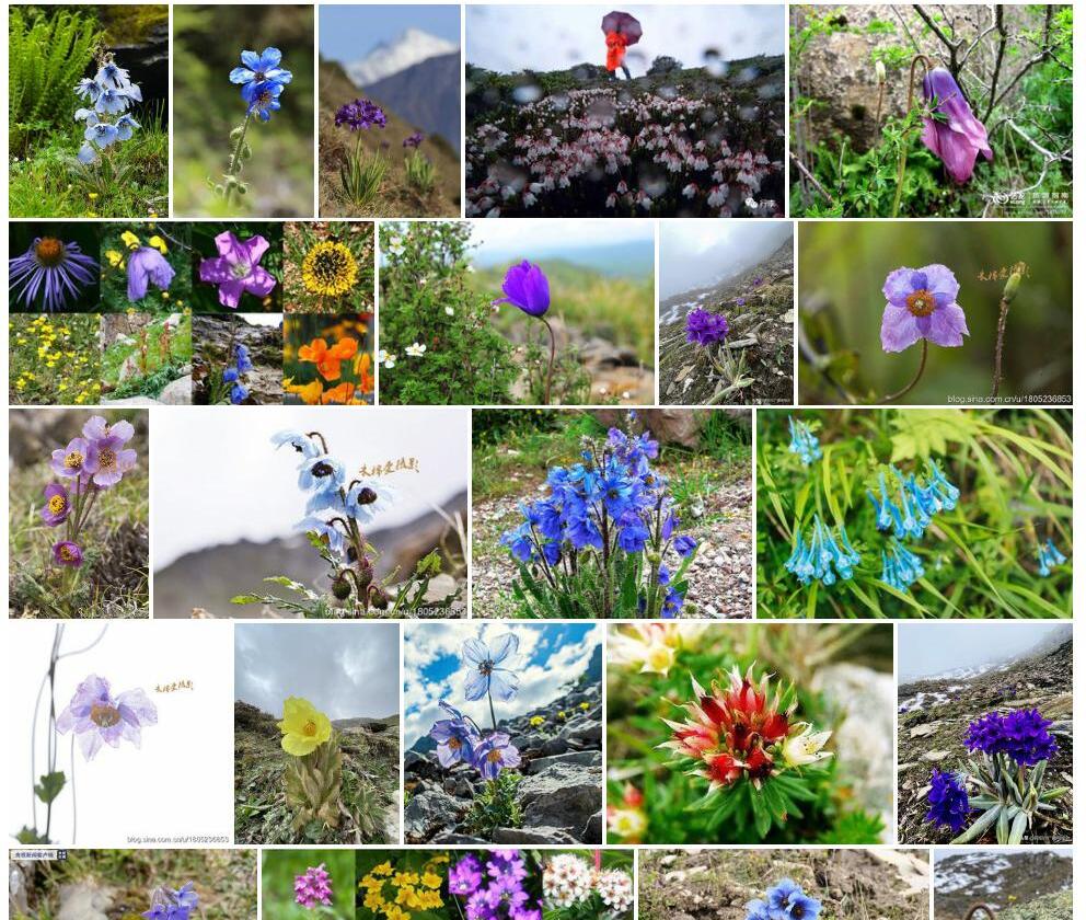 紫花绿绒蒿照片和图片/