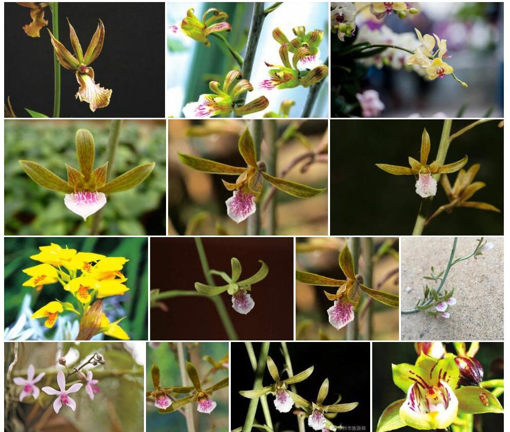 紫花美冠兰照片和图片/