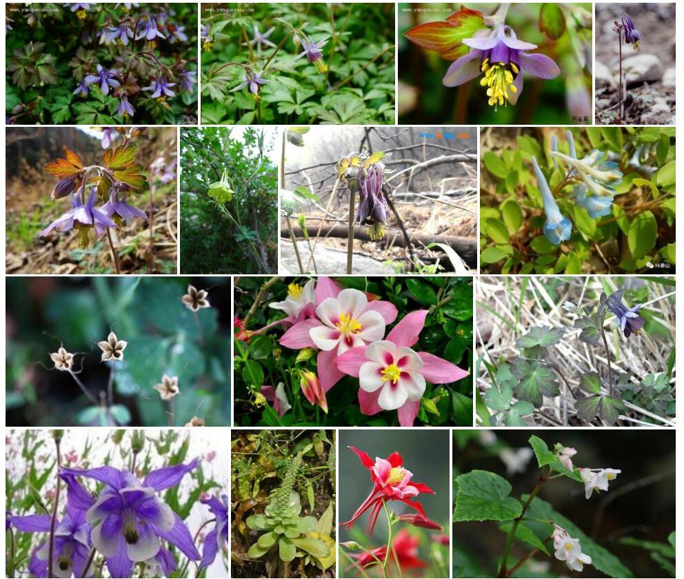 紫花耧斗菜照片和图片/