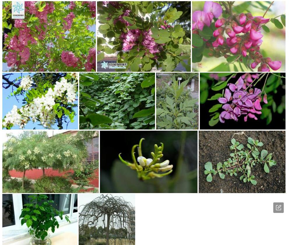 紫花越南槐照片和图片/