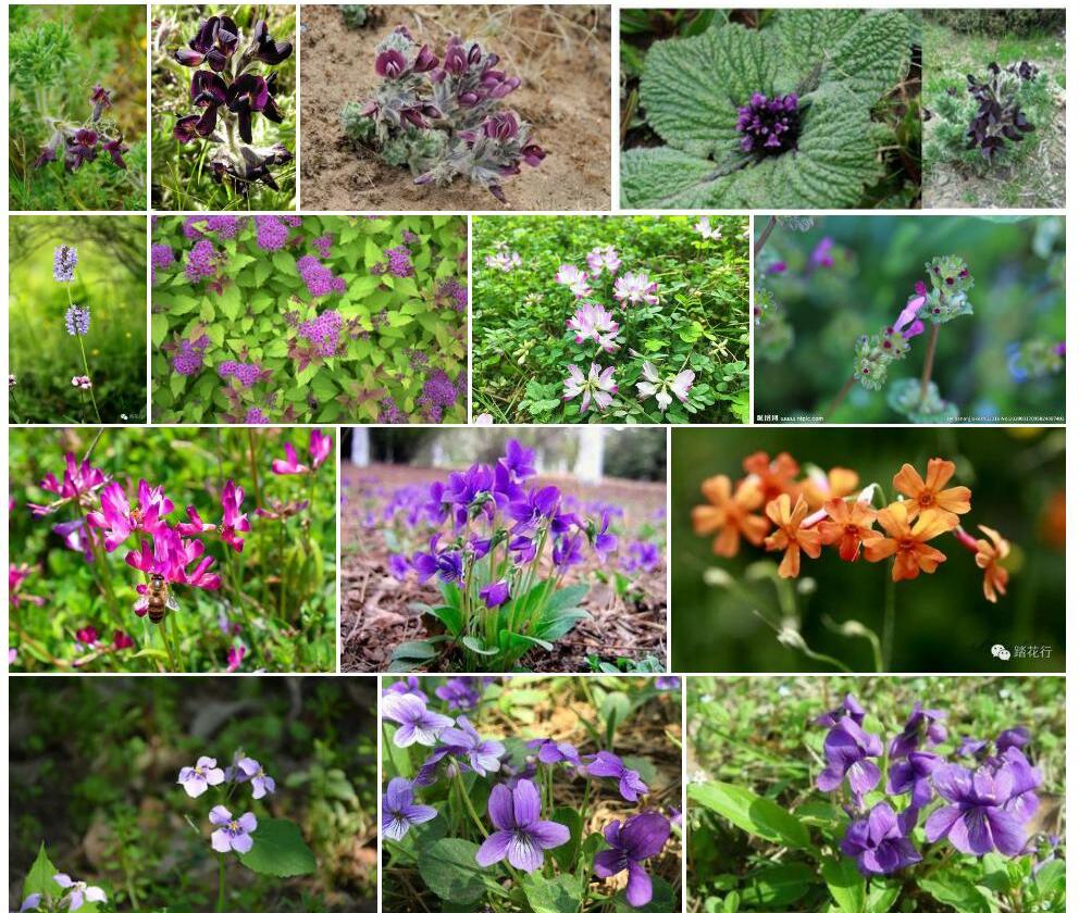 紫花野决明照片和图片/