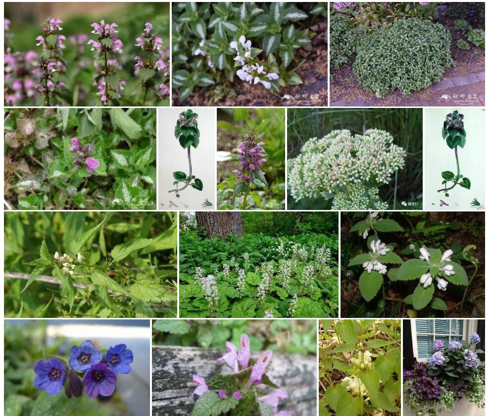 紫花野芝麻照片和图片/