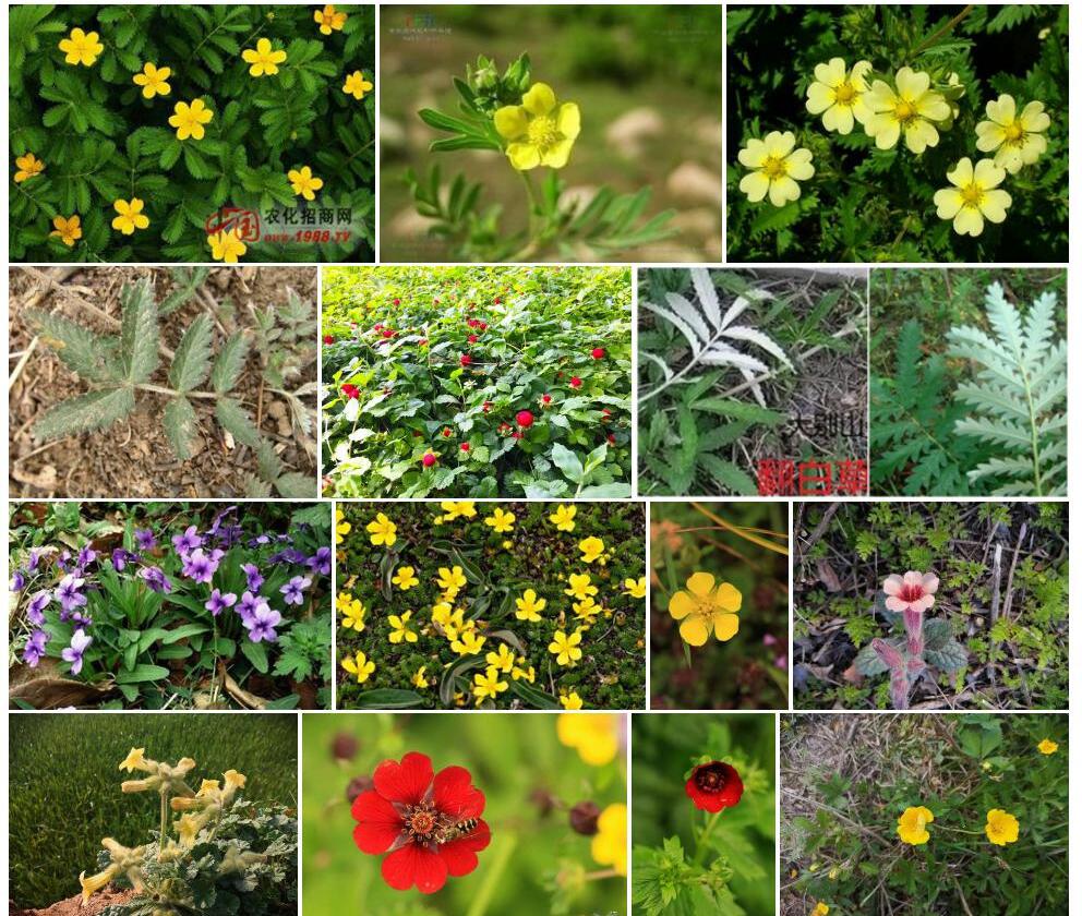 紫花银光委陵菜照片和图片/