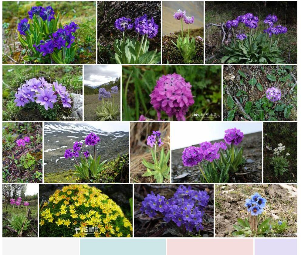 紫花雪山报春照片和图片/