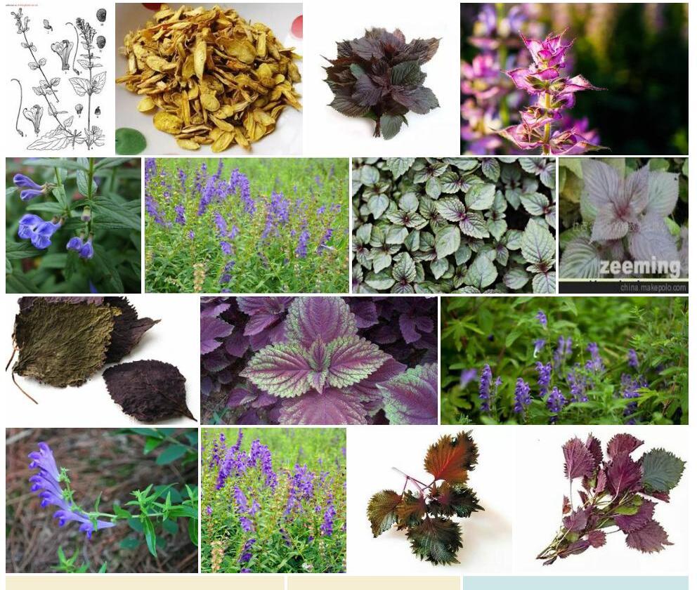 紫苏叶黄芩照片和图片/