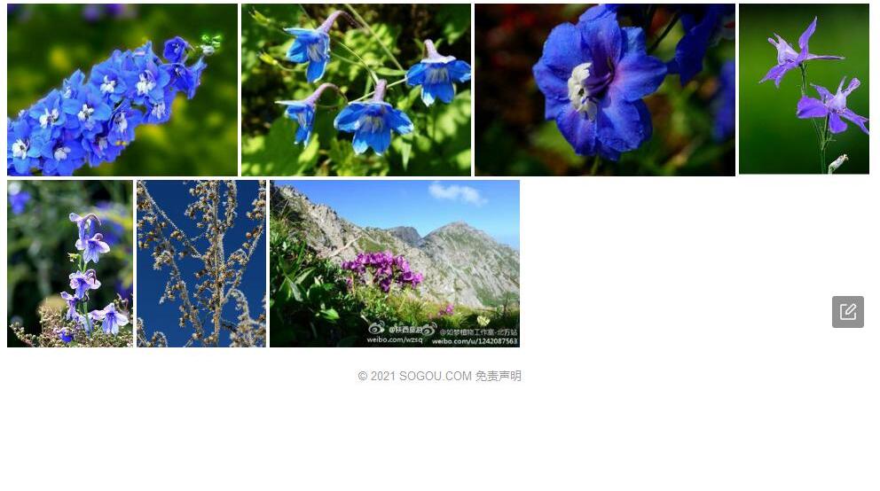紫苞翠雀花照片和图片/